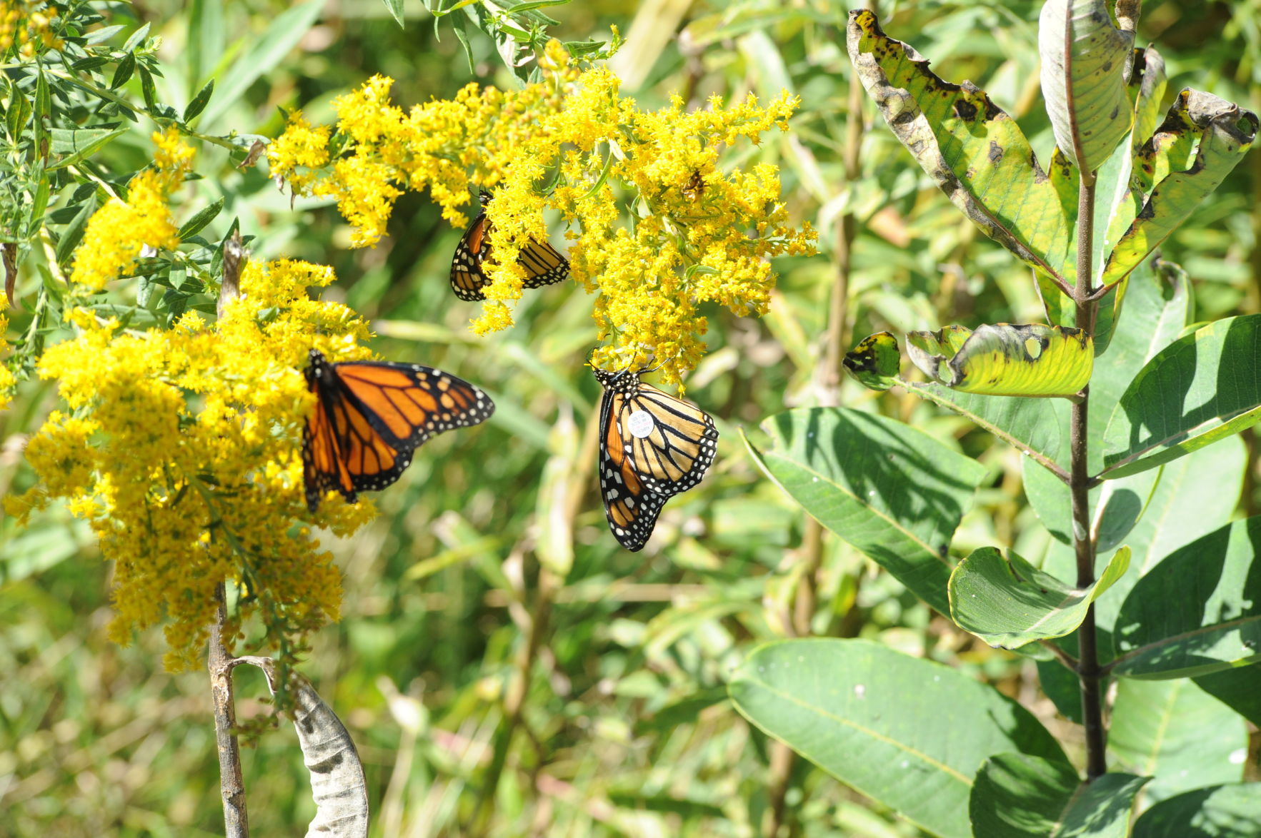 monarchs and goldenrod